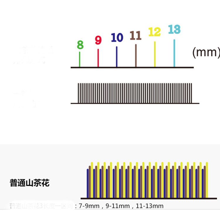 camellia lash.jpg